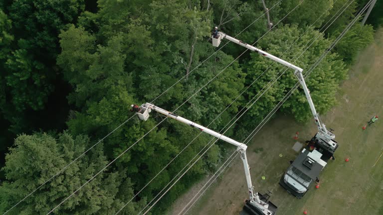 How Our Tree Care Process Works  in  Brookfield, NJ